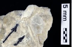 Foto (Detailansicht) von Cracensigillatus acutirostrus (Moericke, 1889) (NHMW-GEO-1990-0041-0310b)